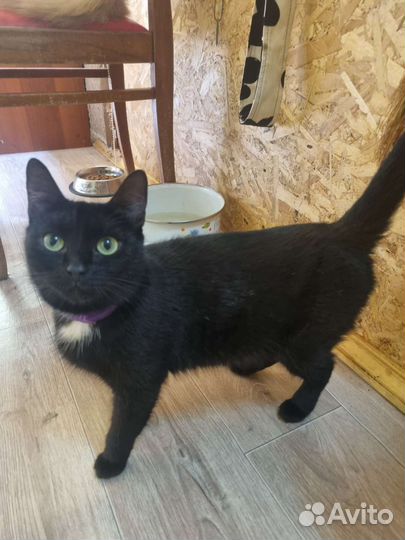 Кошка в дар