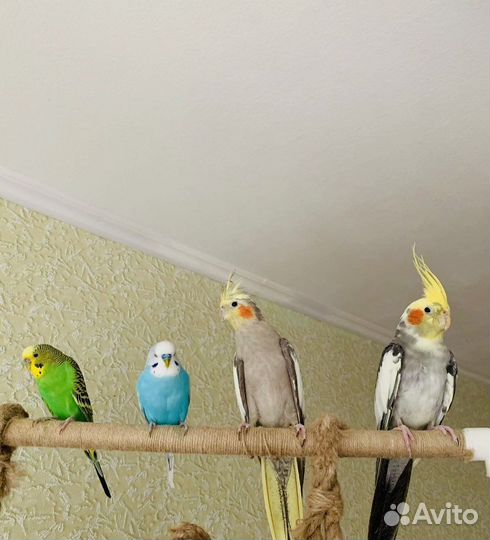 Передержка животных и птиц