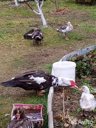 Мускусные утки