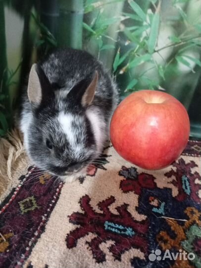 Декоративные кролики