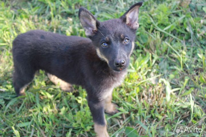 Щенок в добрые руки