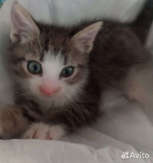 Отдам котенка