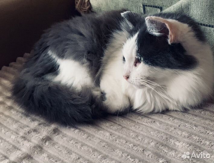 Кошечка Бася ищет дом