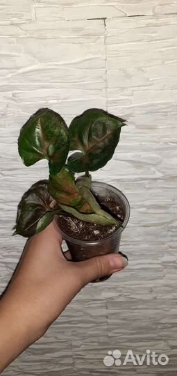 Сингониум Клубничный Лёд