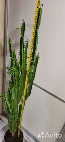 Кактус молочай