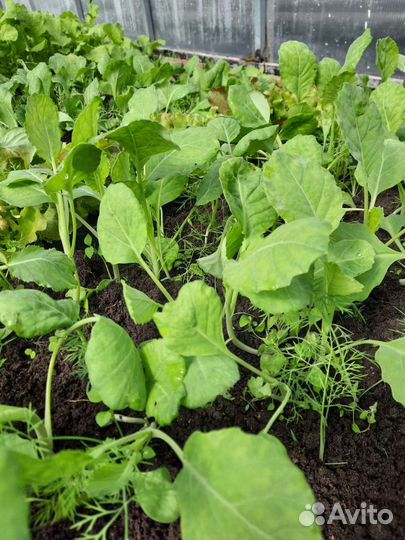Рассада капусты