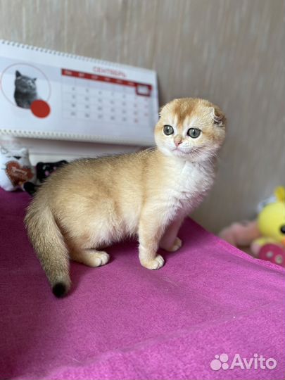 Золотая шиншилла девочка