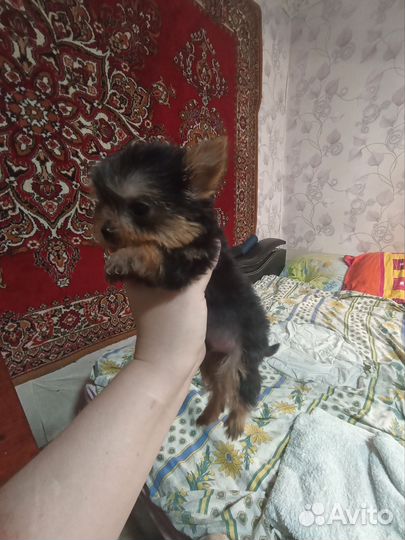 Йоркширский терьер мини щенки