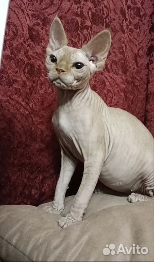 Голый котик Девон рекс