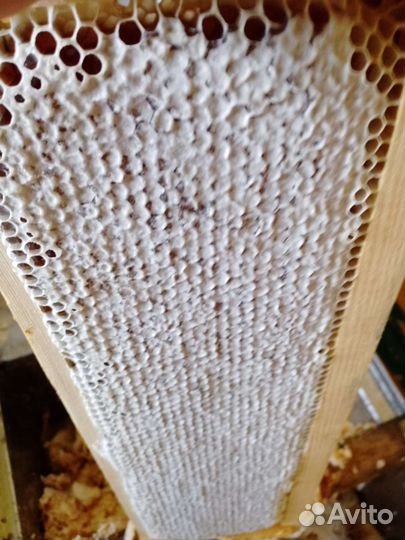 Мëд гречишный