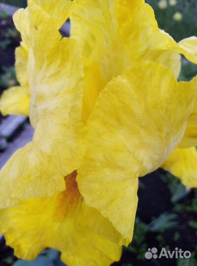 Ирисы сортовые