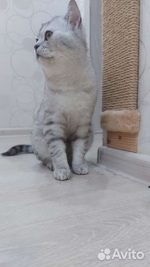 Британский кот на вязку