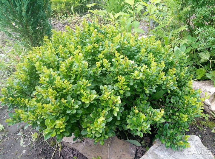 Барбарис тунберга