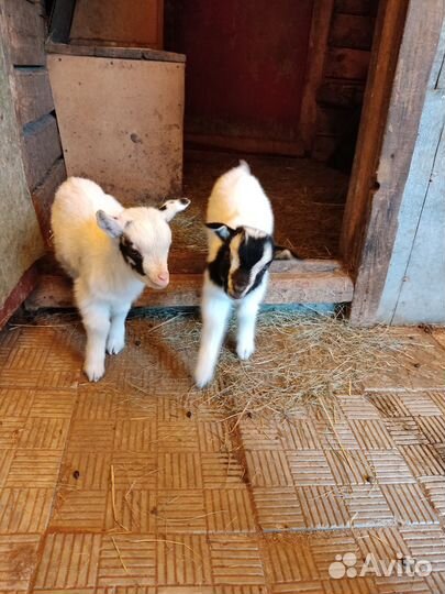 Дойная камерунская коза и камерунские козлики