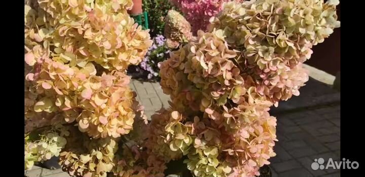 Гортезия Геркулес