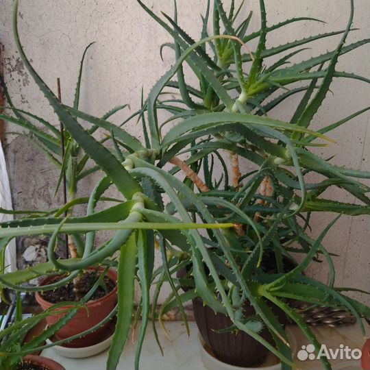 Столетники в горшке