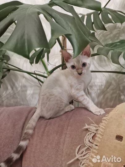 Бенгальская кошка бронь