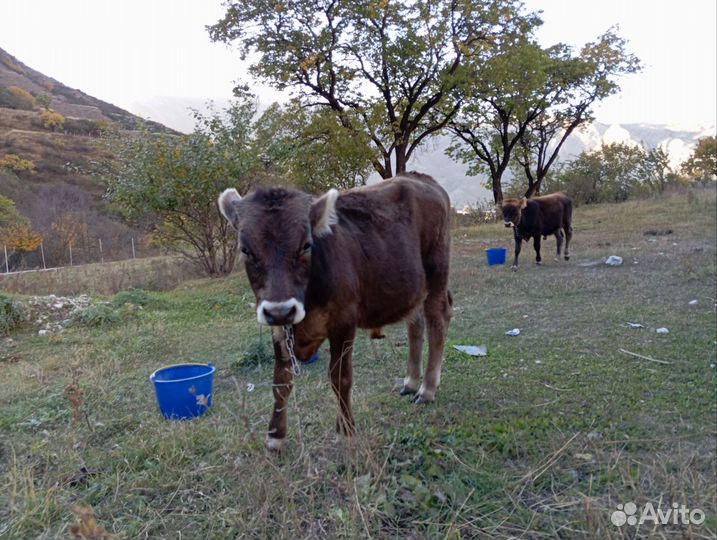 Телята бычки бык