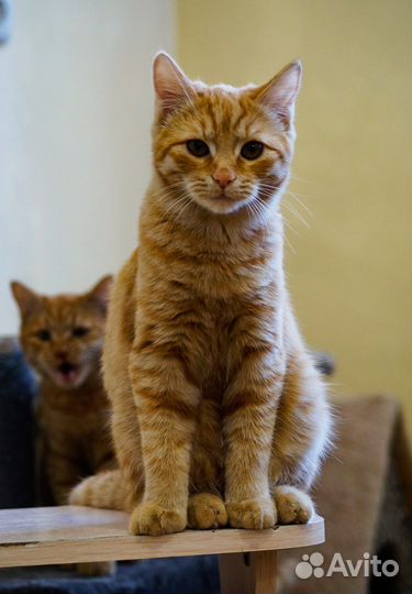 Рыжая скромница