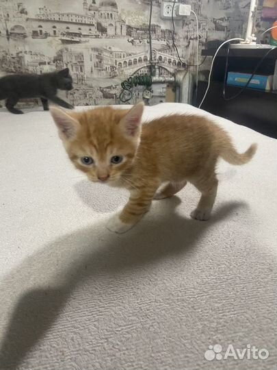 Котята