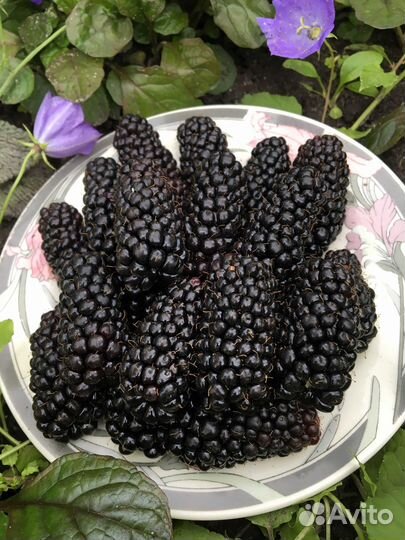 Саженцы ежевики Карака Блэк