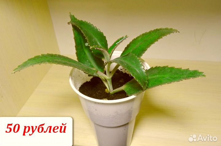 Каланхоэ дегремона