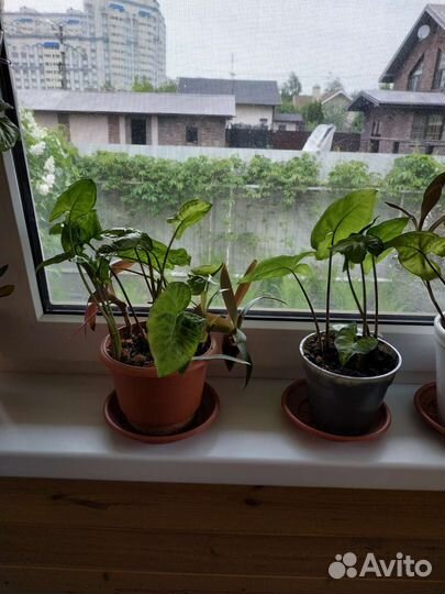 Комнатные растения