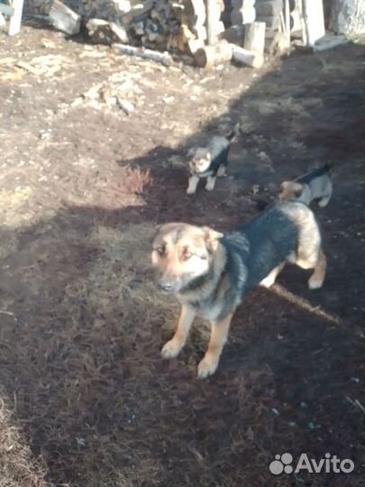 Щенки немецкой овчарки