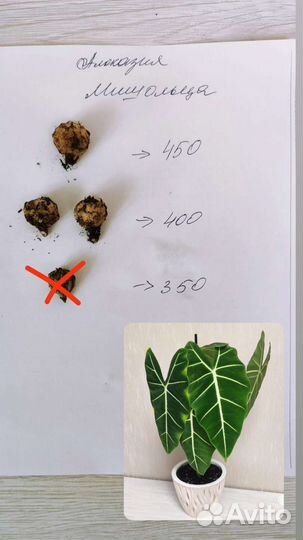 Алоказия Мишольца