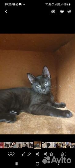 Кошки в добрые руки