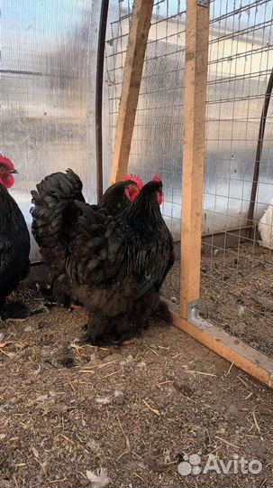 Продаются петухи Кохинхин