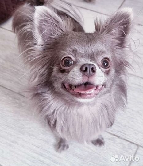 Чихуахуа мальчик в семью