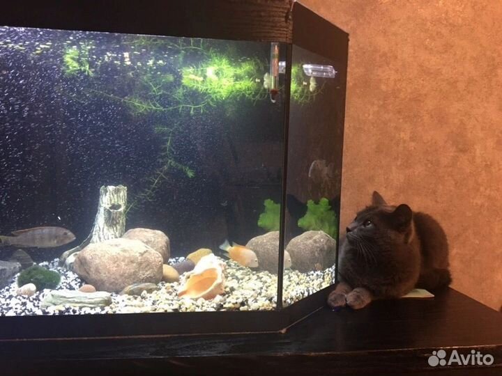 Аквариум 150 литров