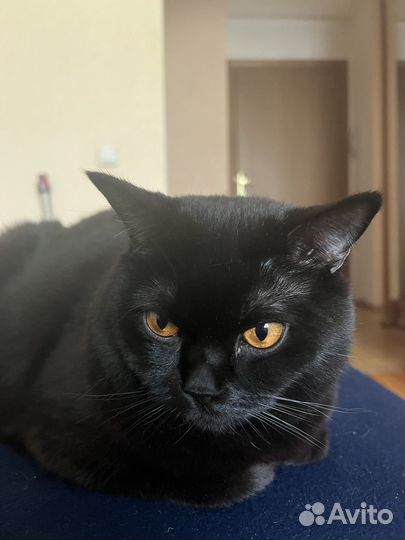 Кошка в дар