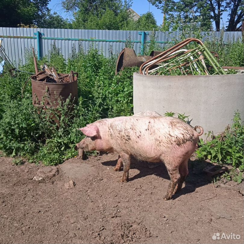 Свиньи Ландрас