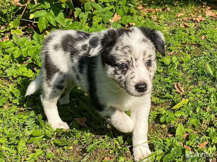 Щенки Бордер Колли