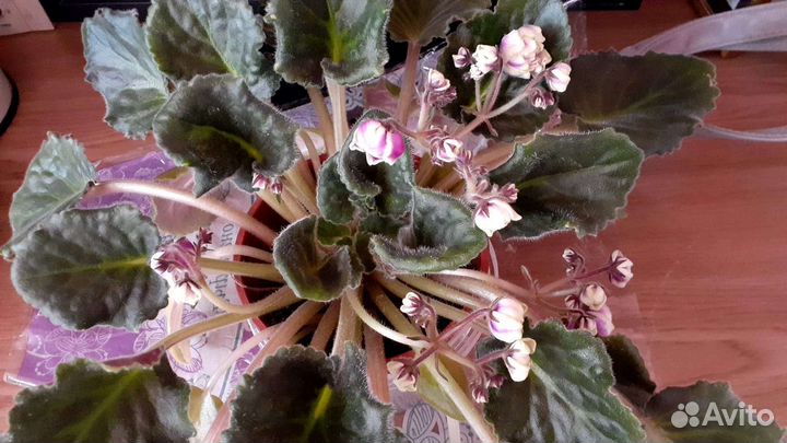 Сортовые фиалки