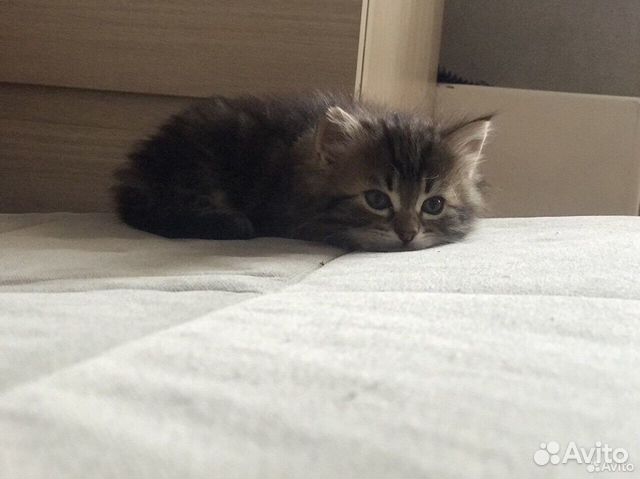 Сибирские котята от клубных родителей объявление продам