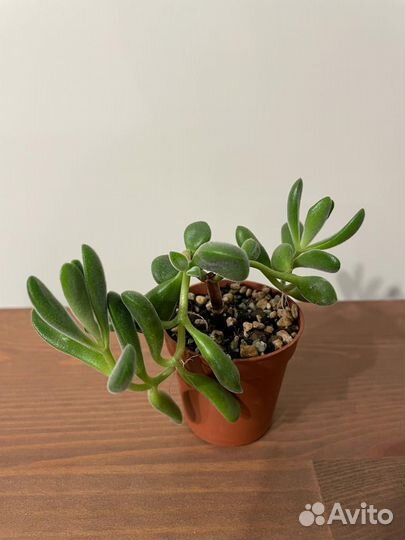 Суккуленты