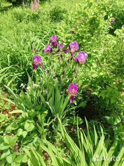 Ирисы бородатые