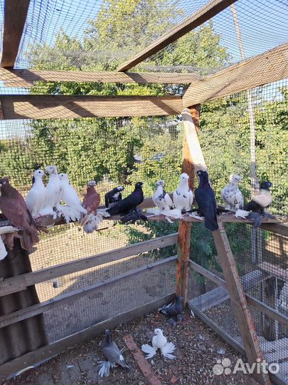 Голуби узбеки продажа