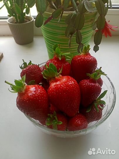 Рассада клубники
