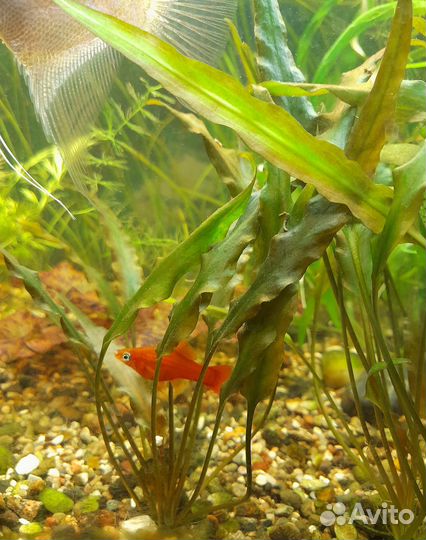 Криптокорина