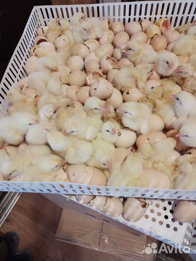 Цыпленок бройлера