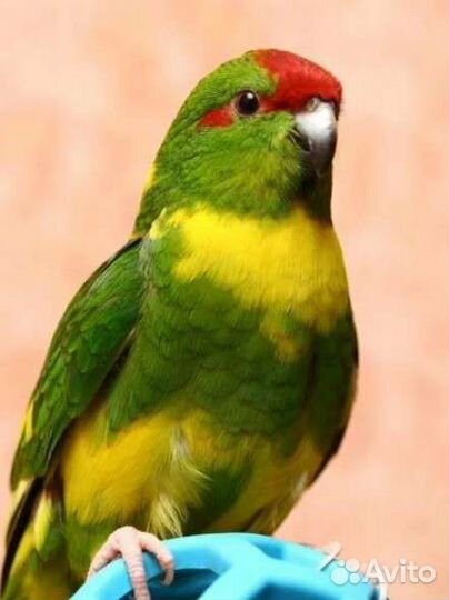 Попугай какарик