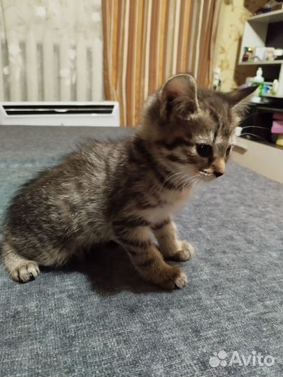 Британские котята