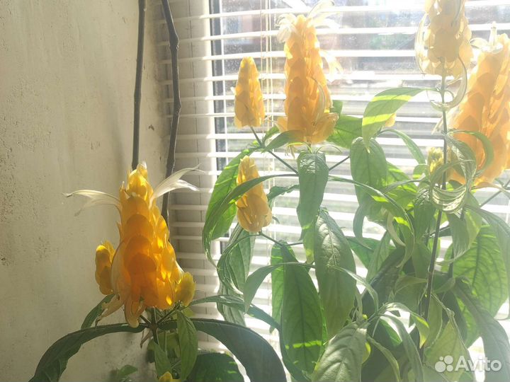 Пахистахис