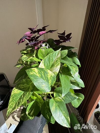 Цветы домашние