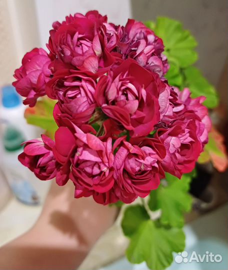 Пеларгония герань розебудная. сорт *gypcy rozebud