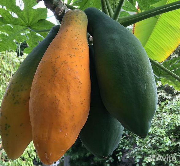 Папайя, гуаява, сизигум